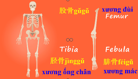 Tiếng Trung các bộ phận xương, khóa học tiếng Trung tại Thanh Trì,